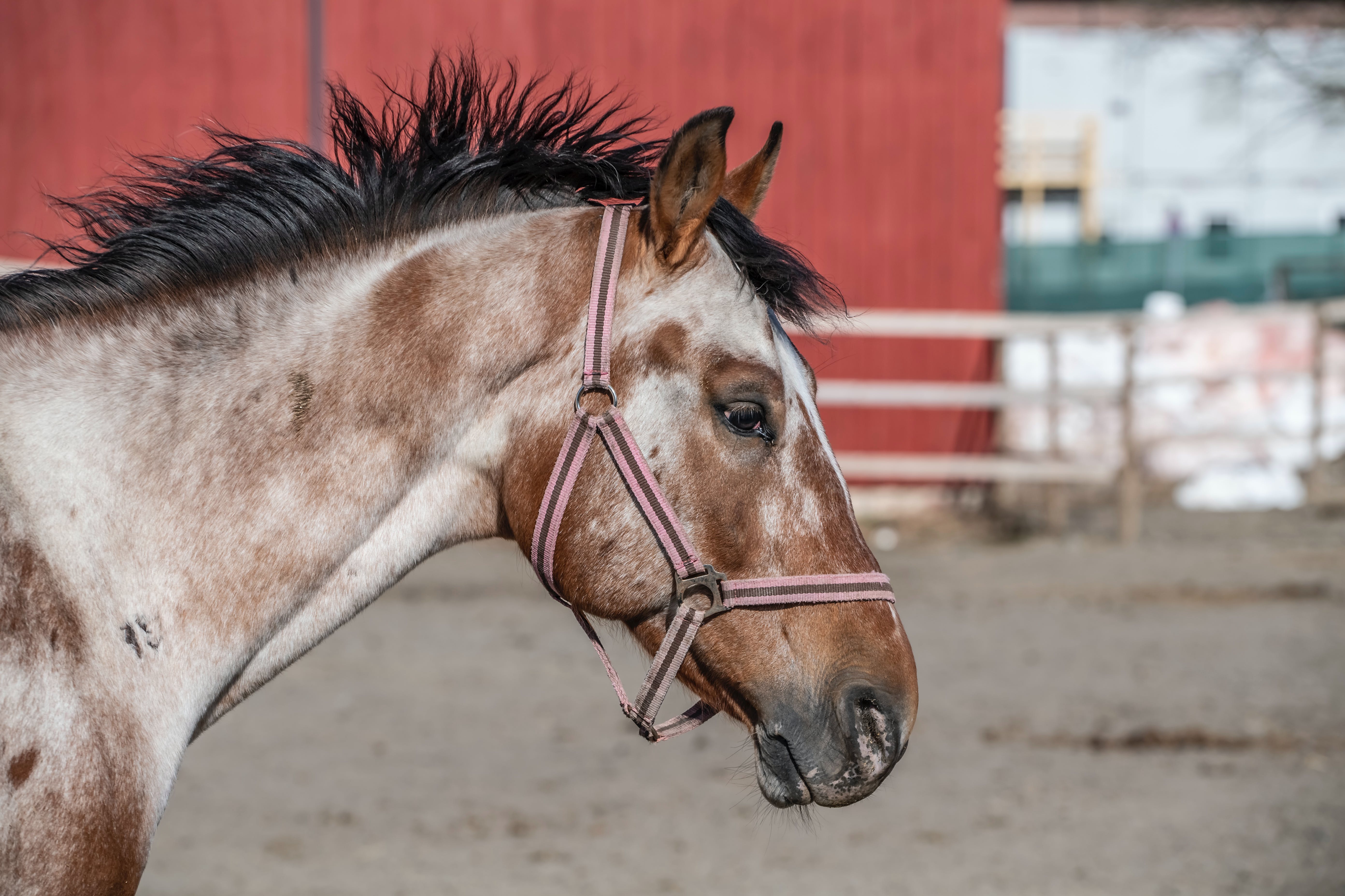 Alexandria the horse, standing slightly off-screen to the right, with her face still visible.