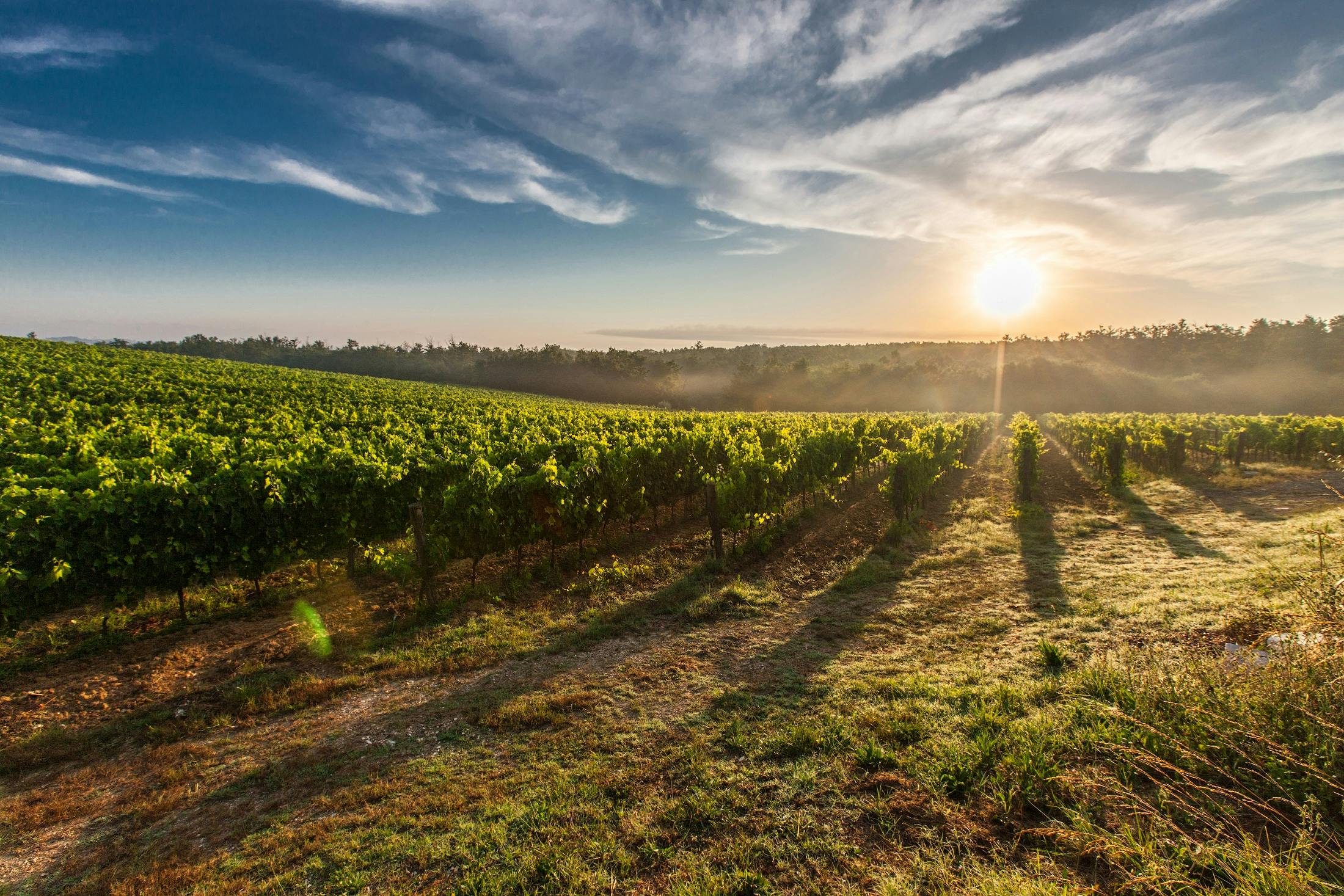 A crop at sunrise.